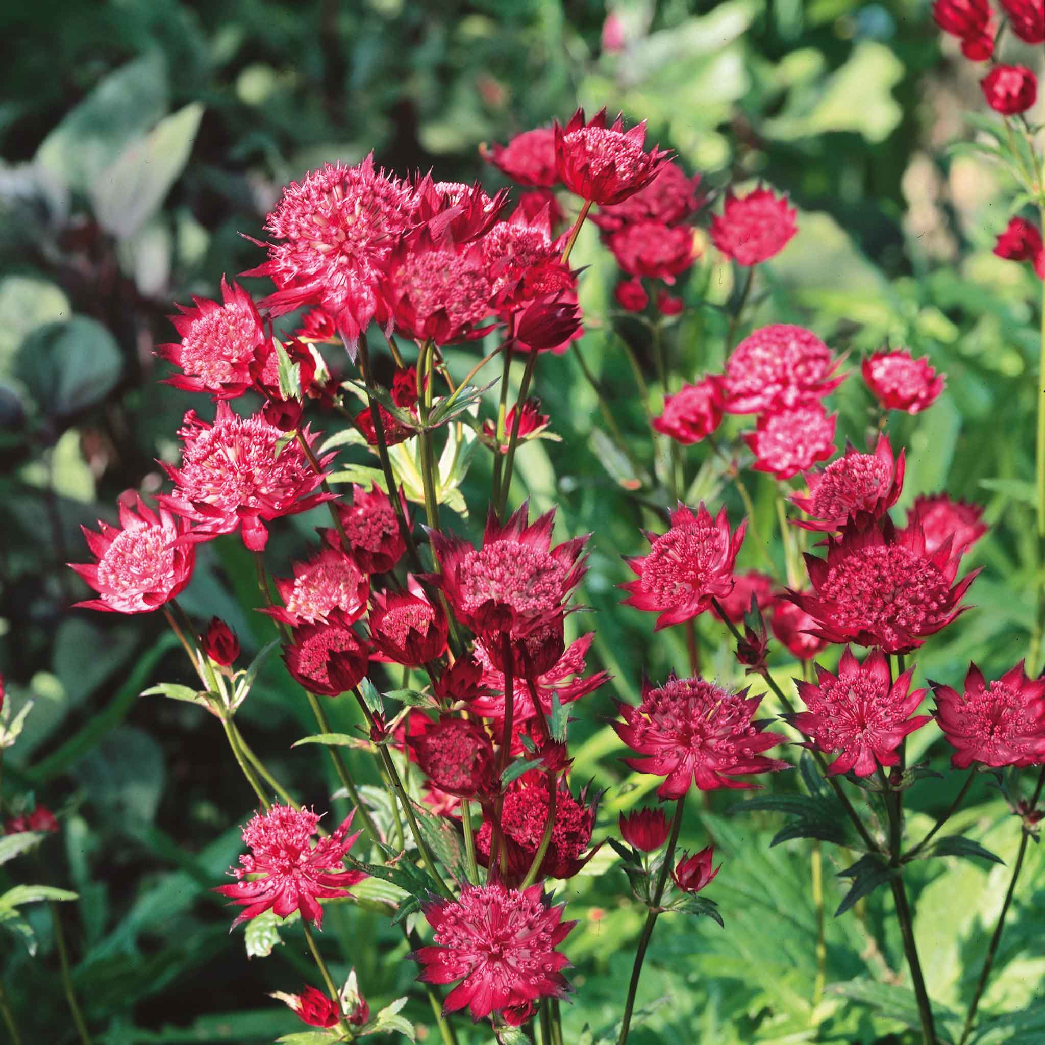 Astrantia major mix / Astrantia ‘Burgundy Manor’’, Astrantia ‘Claret’ , Astrantia ‘Pink Pride’ - Gradina Noastra