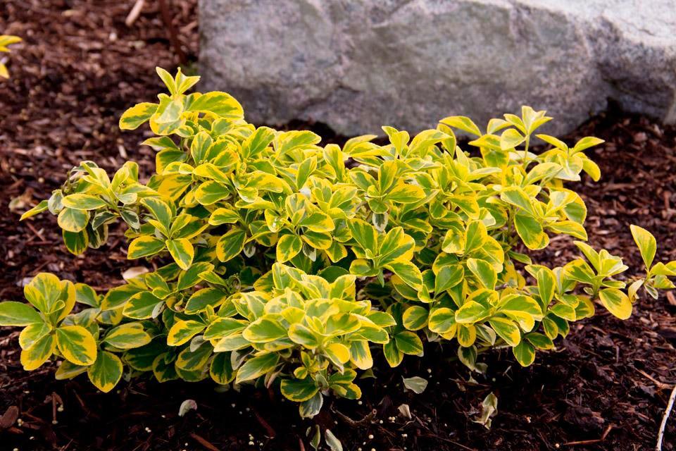 Salba aurie „Emerald Gold” / Euonymus fortunei "Emerald Gold"/ - Gradina Noastra