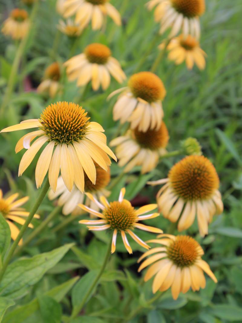 Echinacea purp. "Harvest Moon" - Gradina Noastra