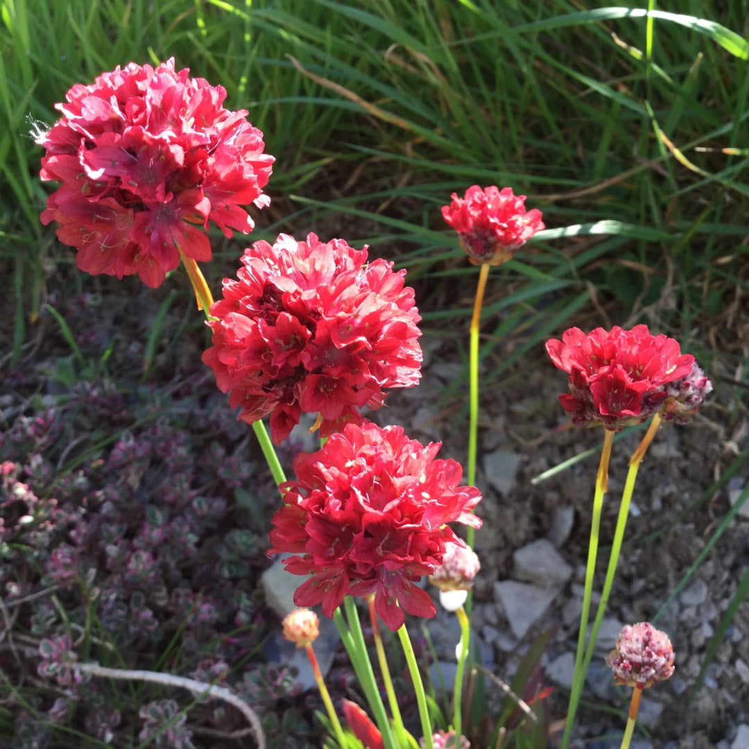 Armeria pseud. &