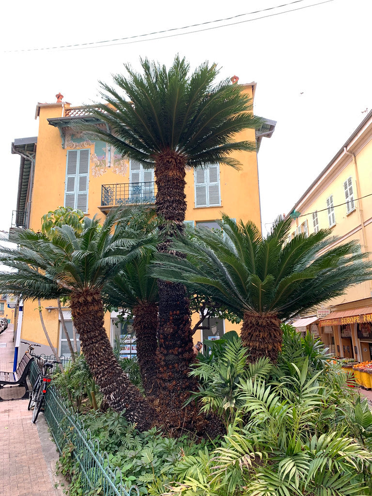 Palmier Sago 1.00 - 1.20 m / Cycas revoluta/ by gradina-noastra