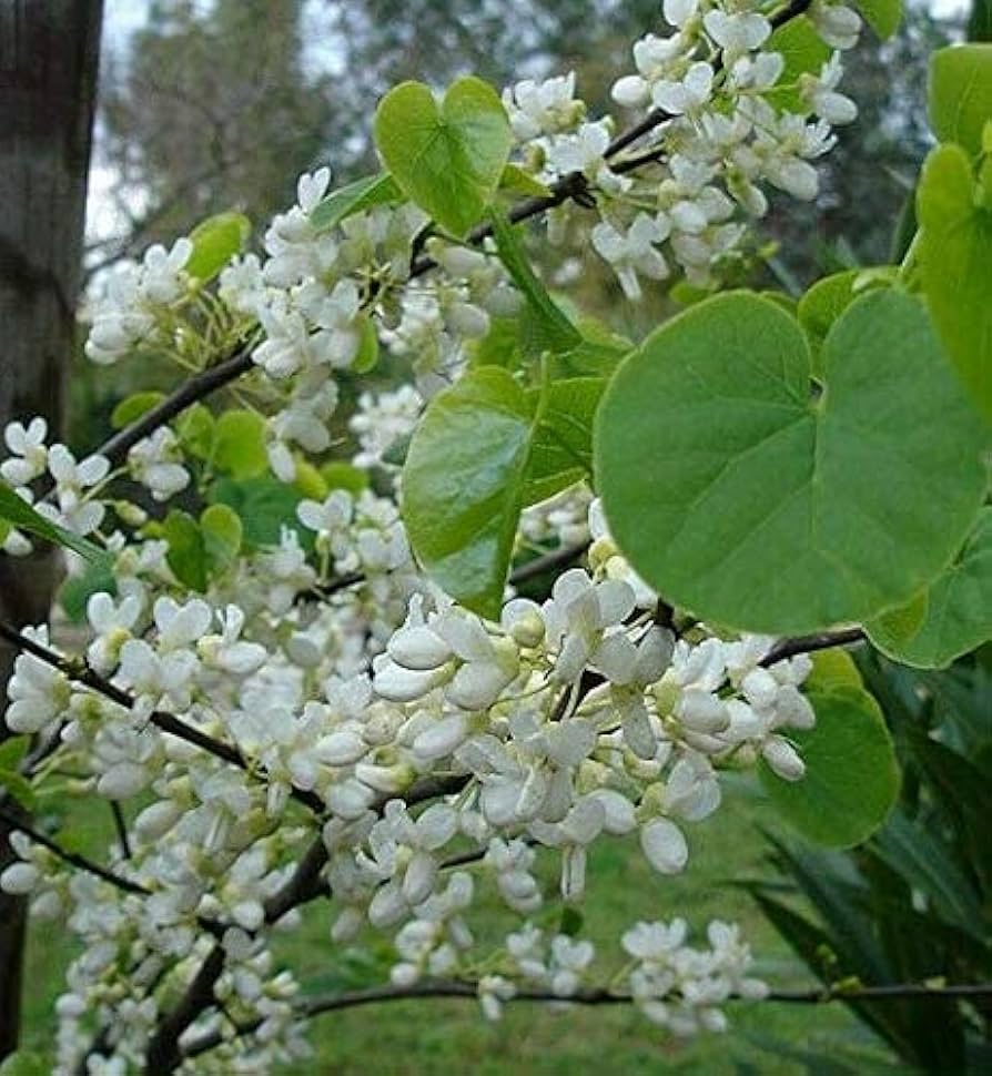 Arborele Iudei "Shirobana" tufa 1.50 - 1.70 m / Cercis chinensis "Shirobana" / by gradina-noastra