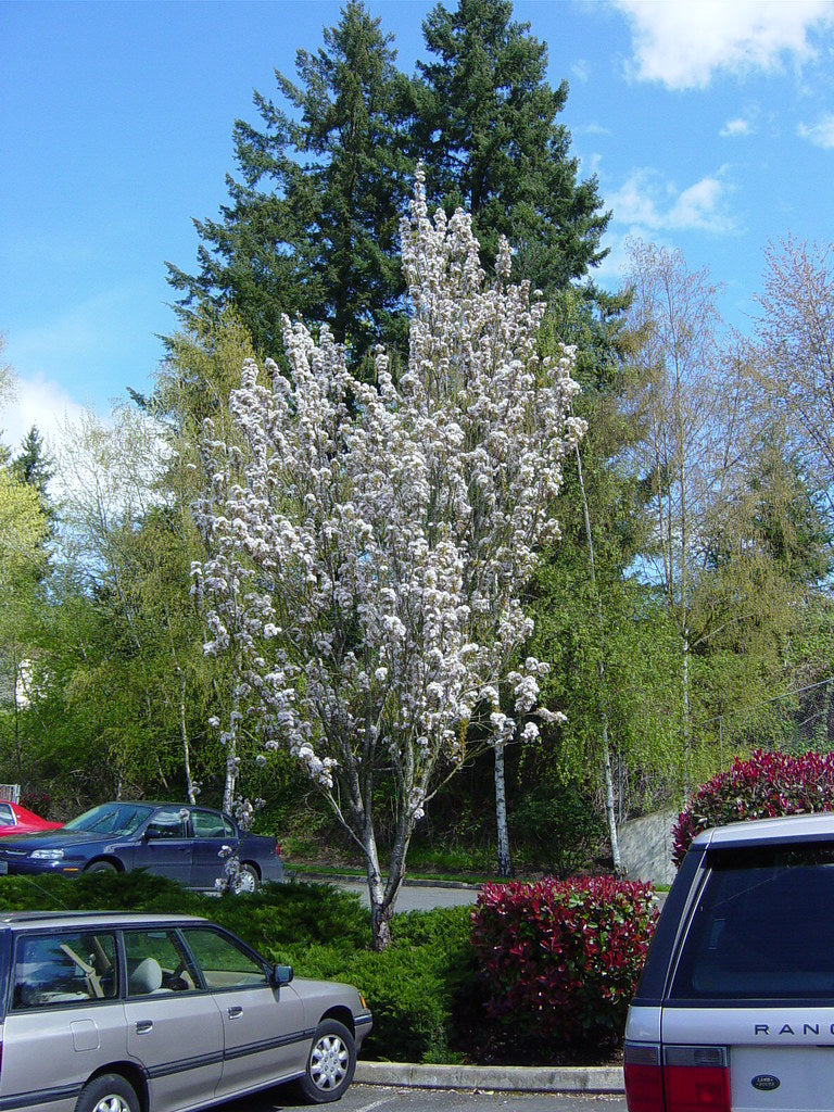 Cires japonez "Amanogawa" 2.00 - 2.50 m / Prunus serrulata "Amanogawa" / by gradina-noastra