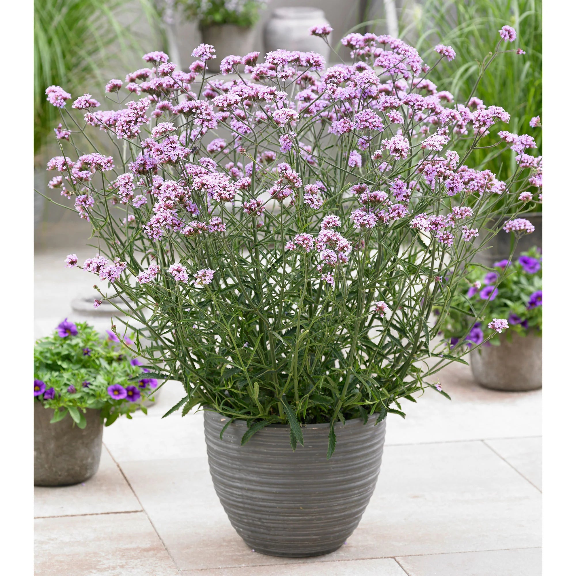 Verbena bonariensis "Lollipop" 0.20 - 0.30 m by Gradina Noastra