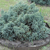 Ienupar "Blue Star" 0.20 - 0.25 m / Juniperus squamata "Blue Star", conifer ornamental cu frunze verzi-argintii, ideal pentru grădină.