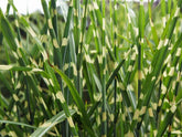 Iarba elefantului "Strictus" 0.20 - 0.30 m / Miscanthus sinensis "Strictus" / by gradina-noastra
