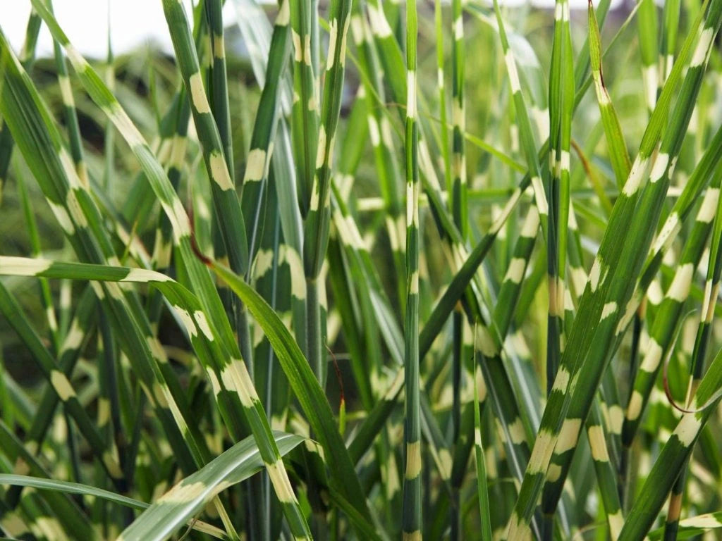 Iarba elefantului "Strictus" 0.20 - 0.30 m / Miscanthus sinensis "Strictus" / by gradina-noastra
