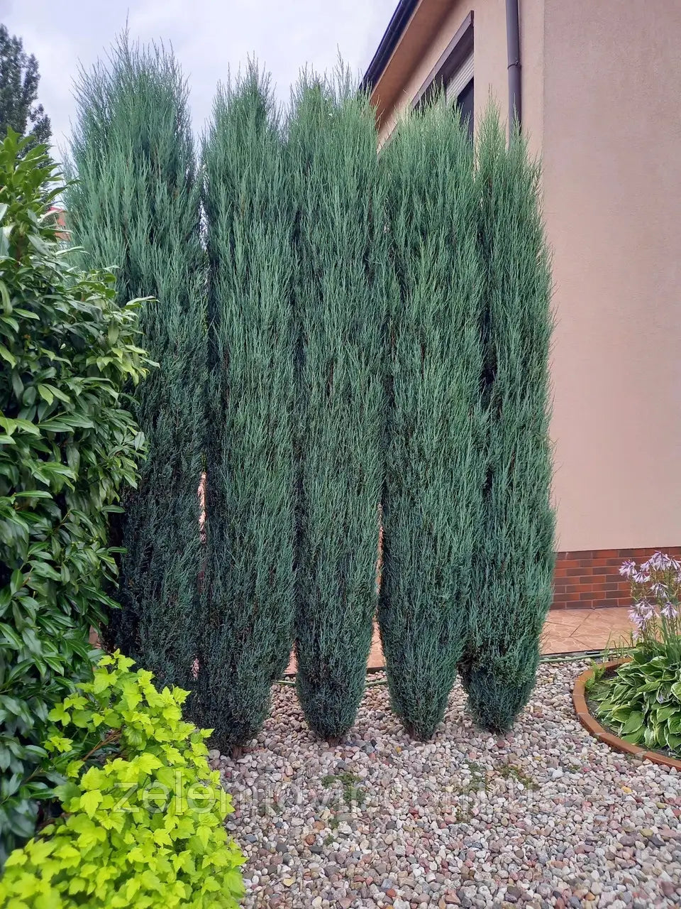 Ienupar de Virginia "Blue Arrow" / Juniperus virginiana "Blue Arrow" /