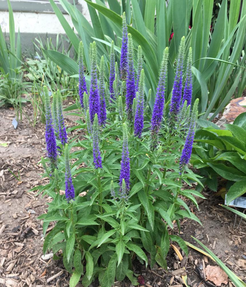 Veronica "Rroyal Candles" 0.10 - 0.20 m by Gradina Noastra