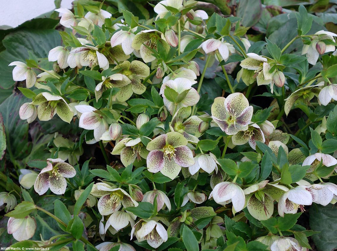 Helleborus orientalis by Gradina Noastra