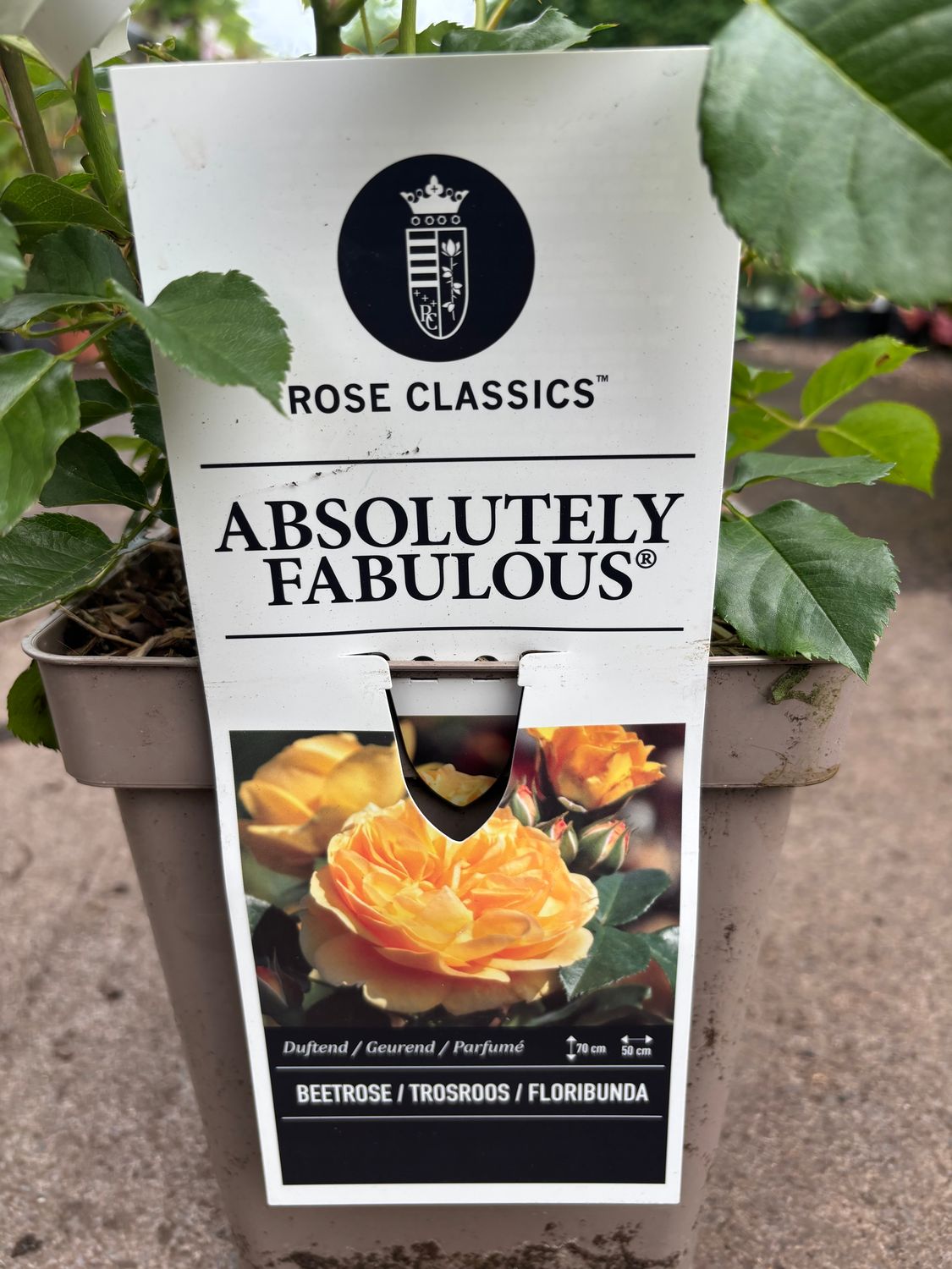 Trandafir floribunda "Absolutely Fabulous"/ Rosa floribunda "Absolutely Fabulous"/