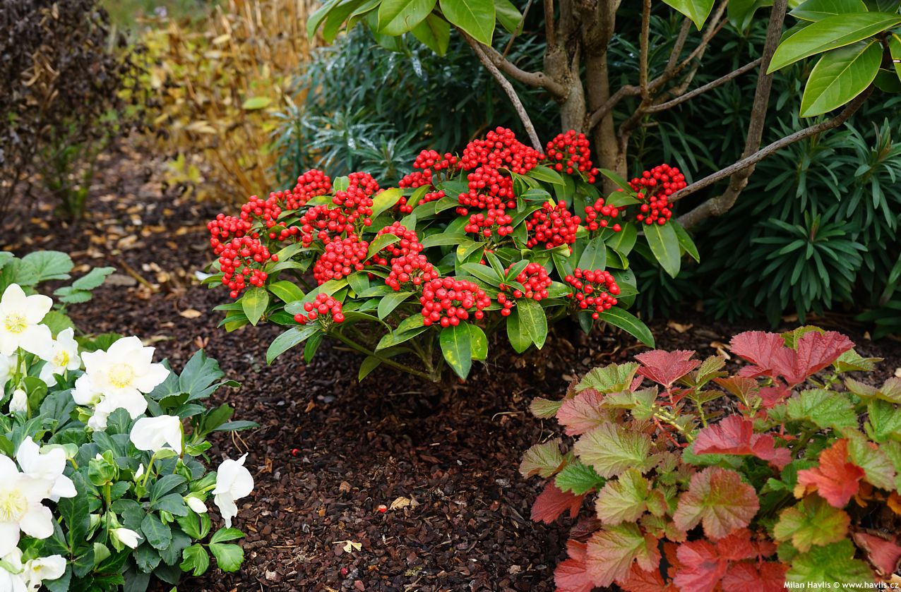 Liliac japonez "Pabella" / Skimmia japonica "Pabella"/