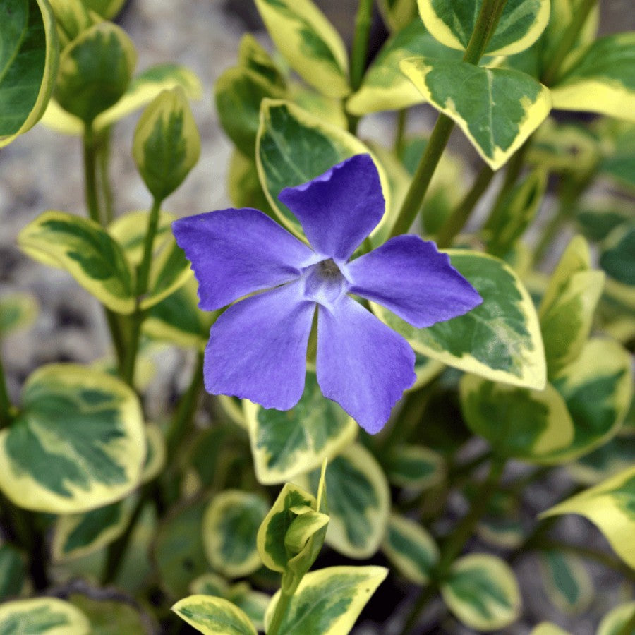 Vinca major "Variegata" 0.20 - 0.40 m by Gradina Noastra