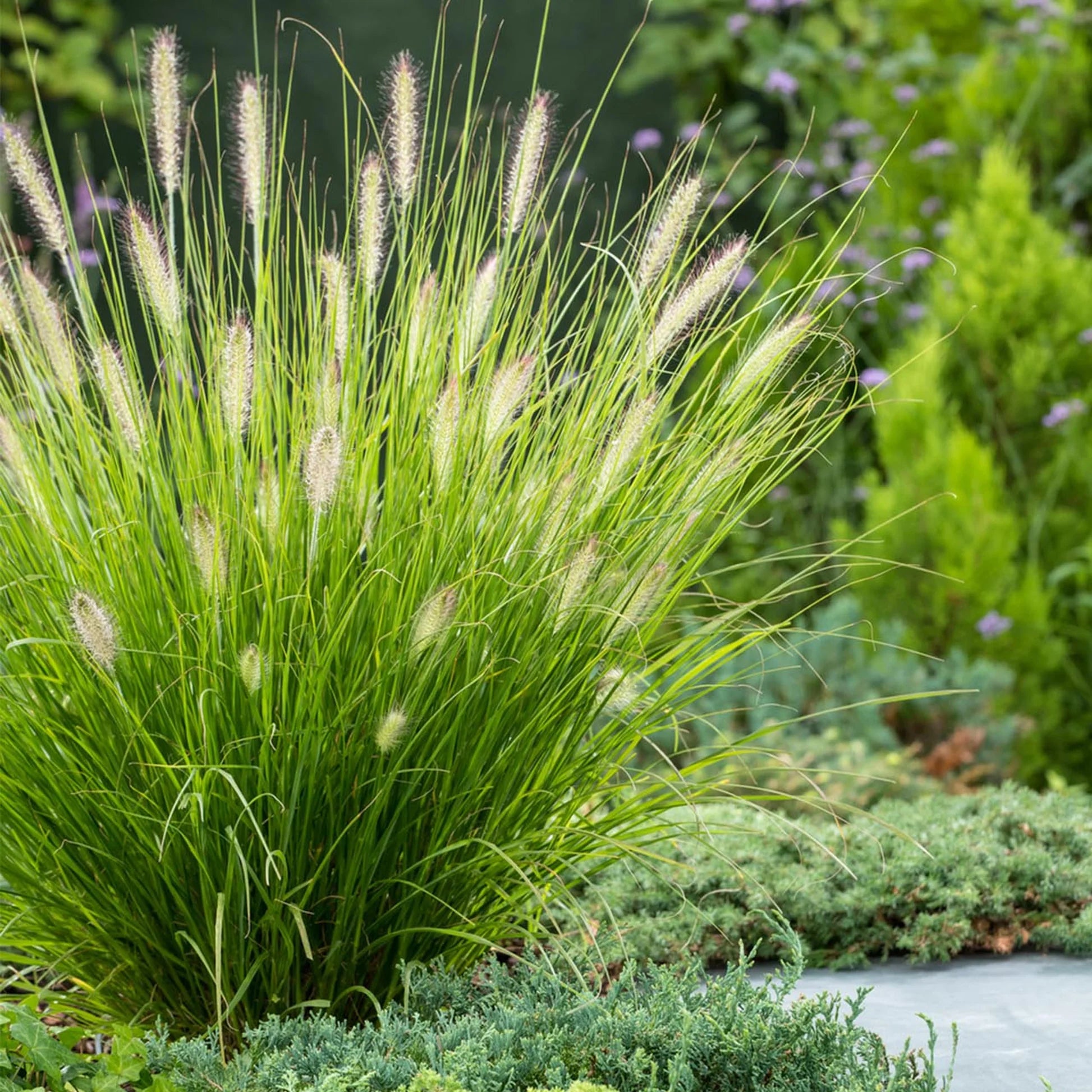 Pennisetum alopecuroides "Hameln" - Gradina Noastra