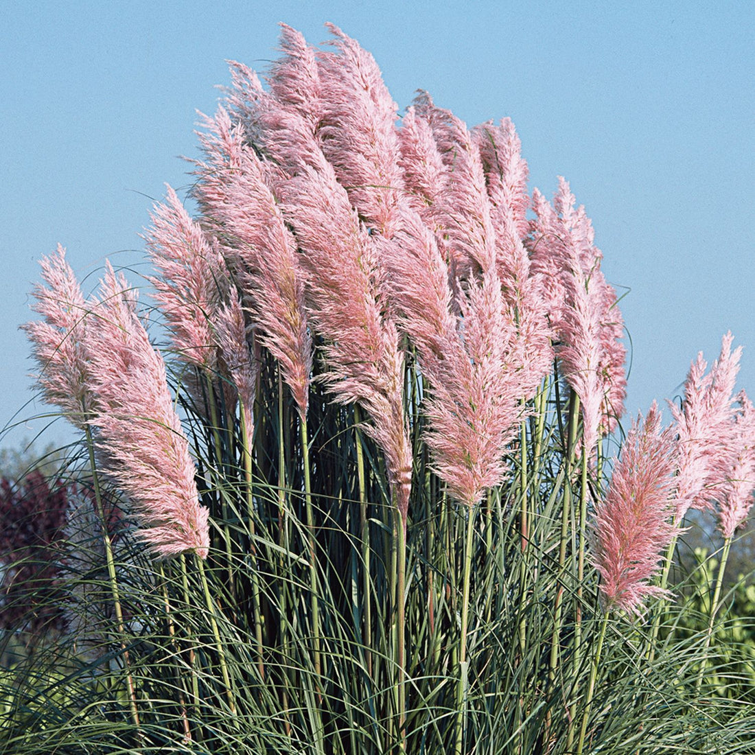 Iarba de pampas roz „Pink Feather ” /Cortaderia sellona „Pink Feather”/