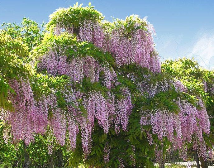 Glicina chinezească "Rosea" 2.00 m / Wisteria chinensis "Rosea"/