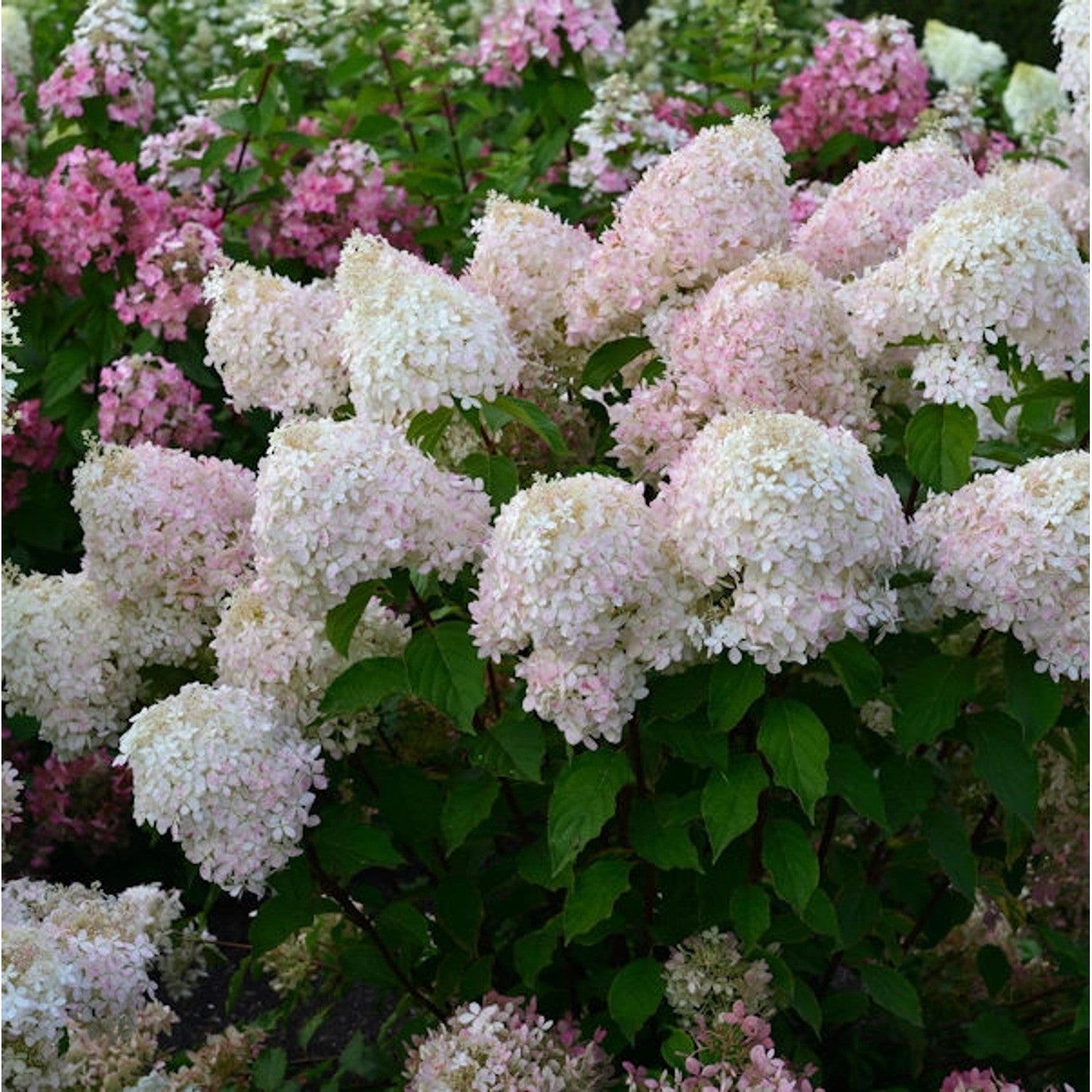 Hortensia paniculata "Pinkachu" / Hydrangea paniculata "Pinkachu" /