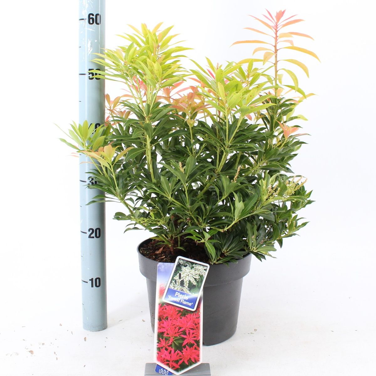 Andromeda japoneza vas 7.5 L mix/pret pe buc / Pieris "Flaming Silver"/ Pieris japonica "Prelude"/Pieris japonica "Mountain Fire"/