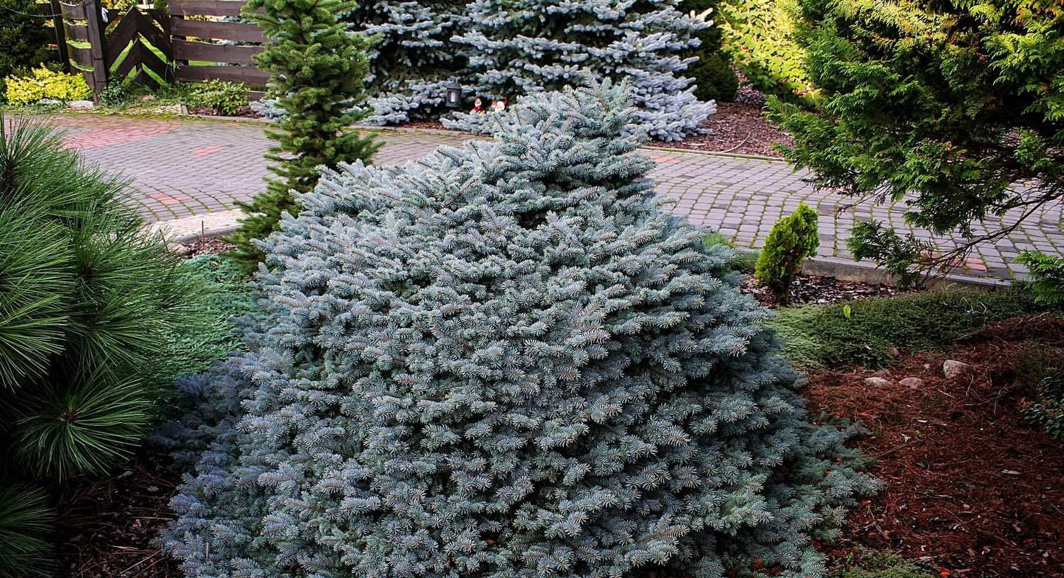 Molid argintiu globular pomisor / Picea pungens "Glauca Globosa" - Gradina Noastra