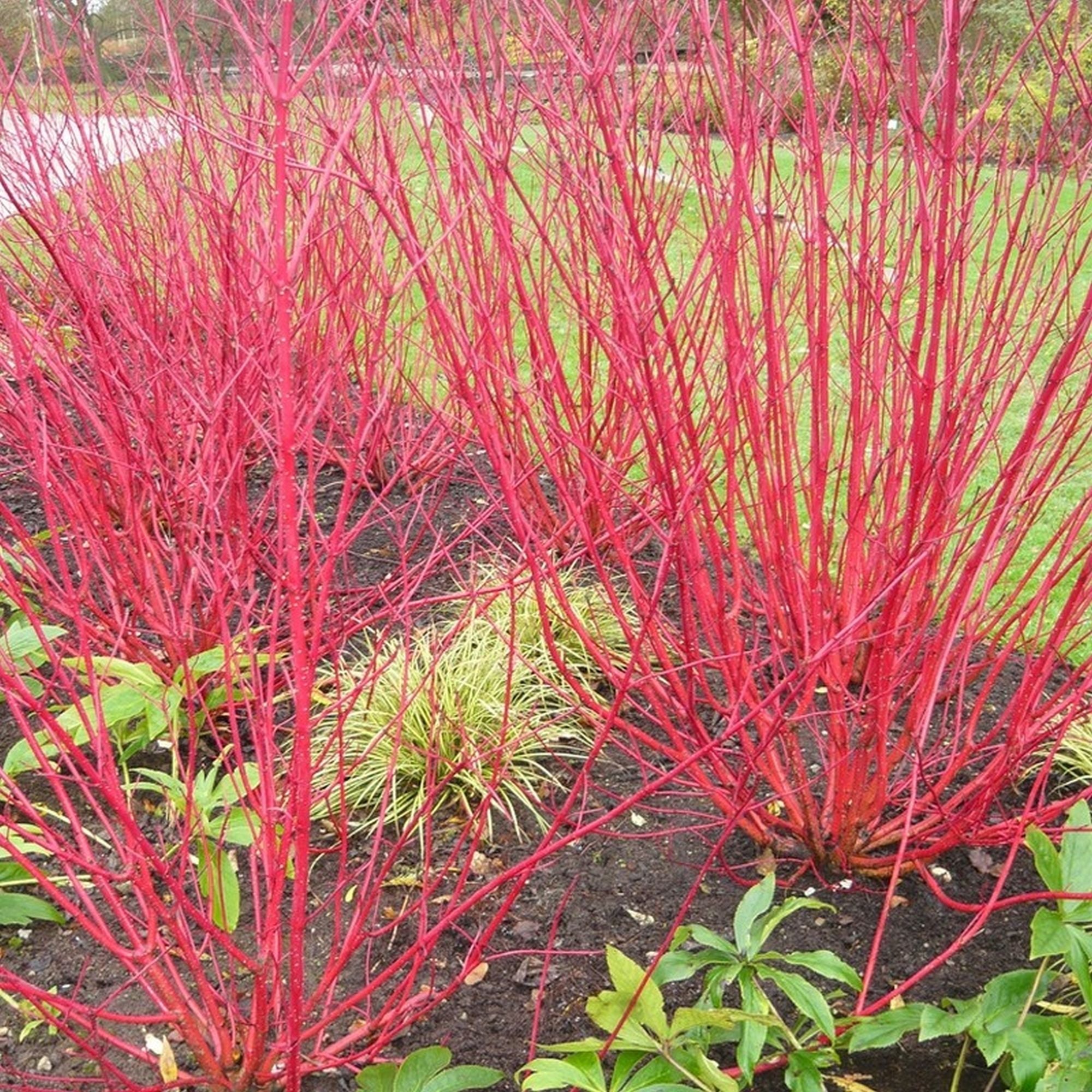 Sanger "Sibirica" 0.60 -1.00 m / Cornus alba „Sibrica”/ - Gradina Noastra