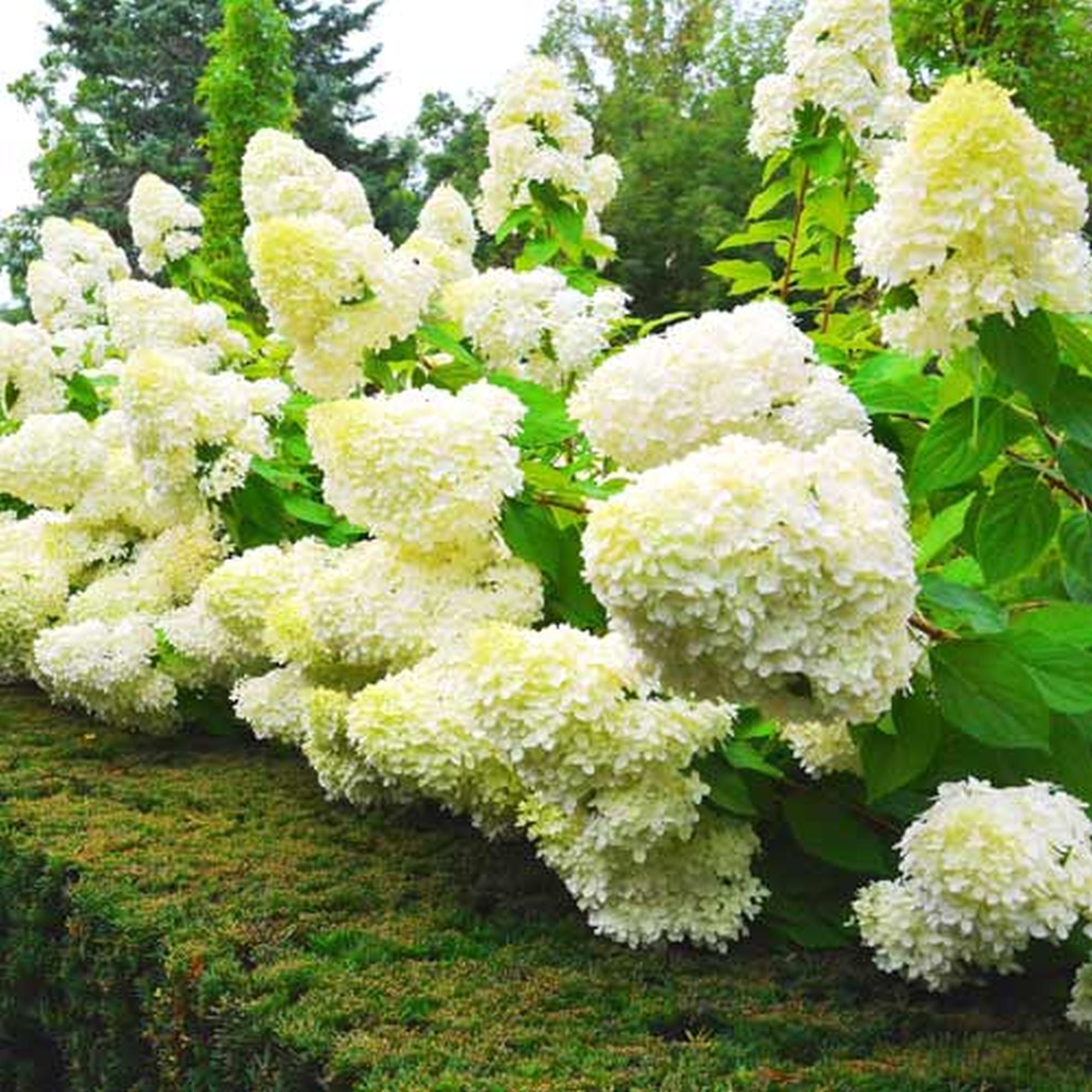 Hortensia paniculata "Grandiflora" oferă flori albe bogate, ideale pentru grădini elegante.