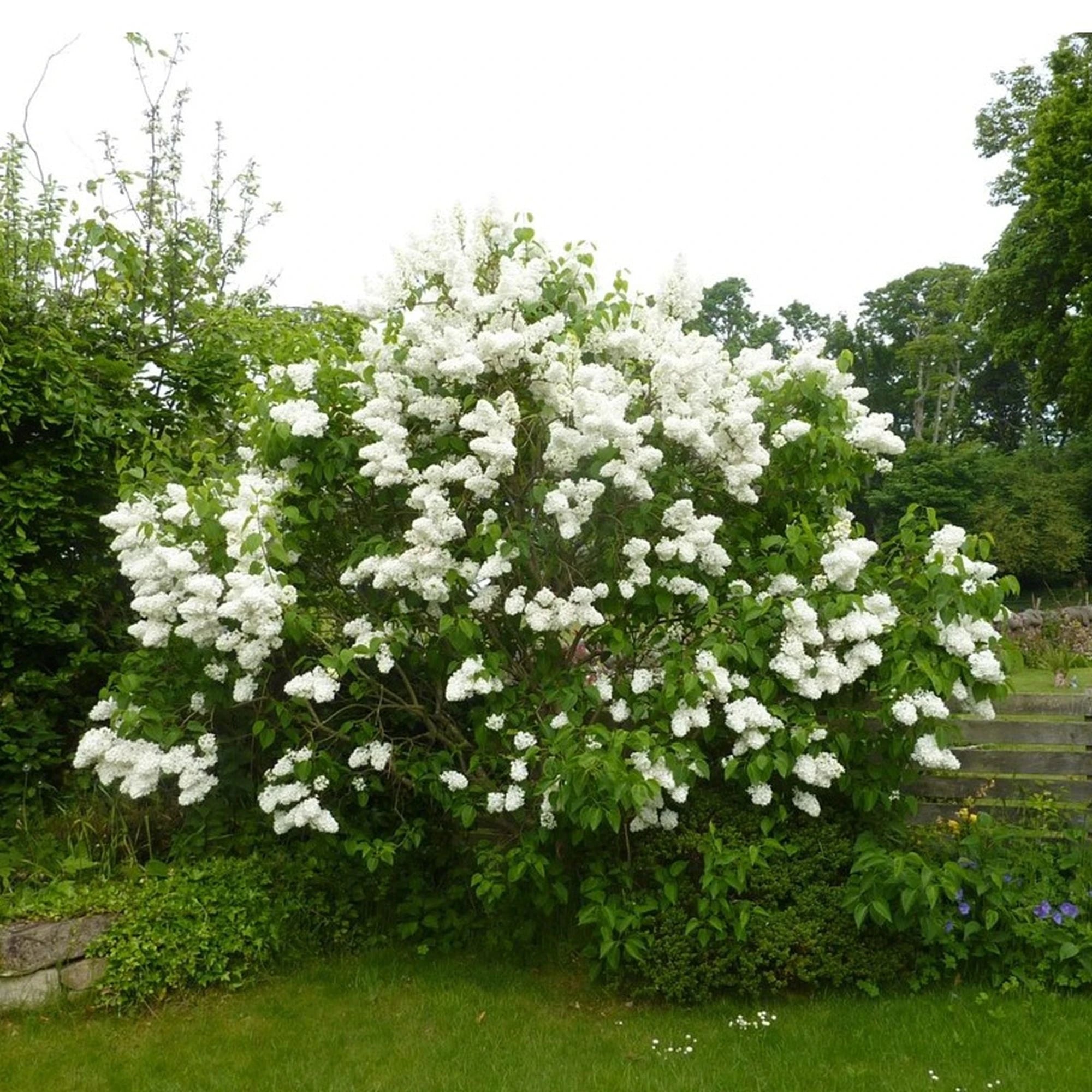 Liliac "Alice Harding" 1.20 - 1.50 m / Syringa vulgaris "Alice Harding" / by gradina-noastra