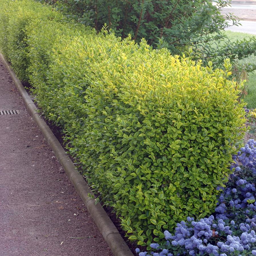 Lemn câinesc auriu tufa / Ligustrum Ovalifolium Aureum /