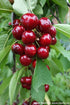 Cires "Van" 1.80 - 2.30 m / Prunus avium "Van" / by gradina-noastra