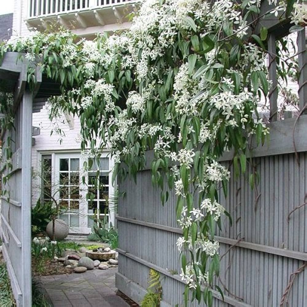 Clematis armandii by gradina-noastra