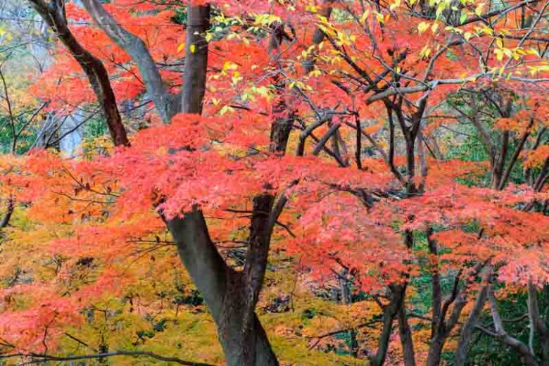 Artar japonez / Acer palmatum / by gradina-noastra