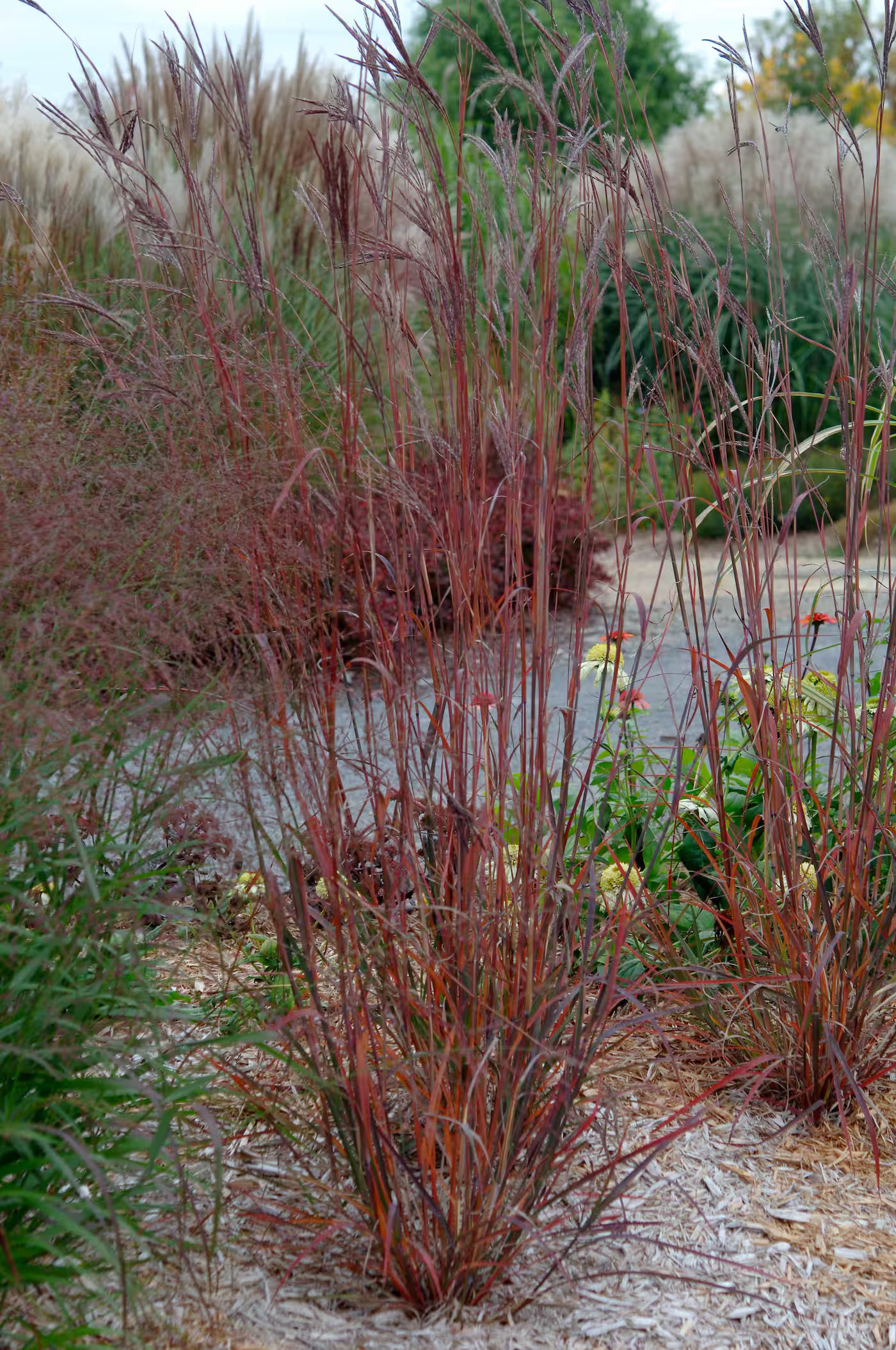 Andropogon gerardii "Red October"
