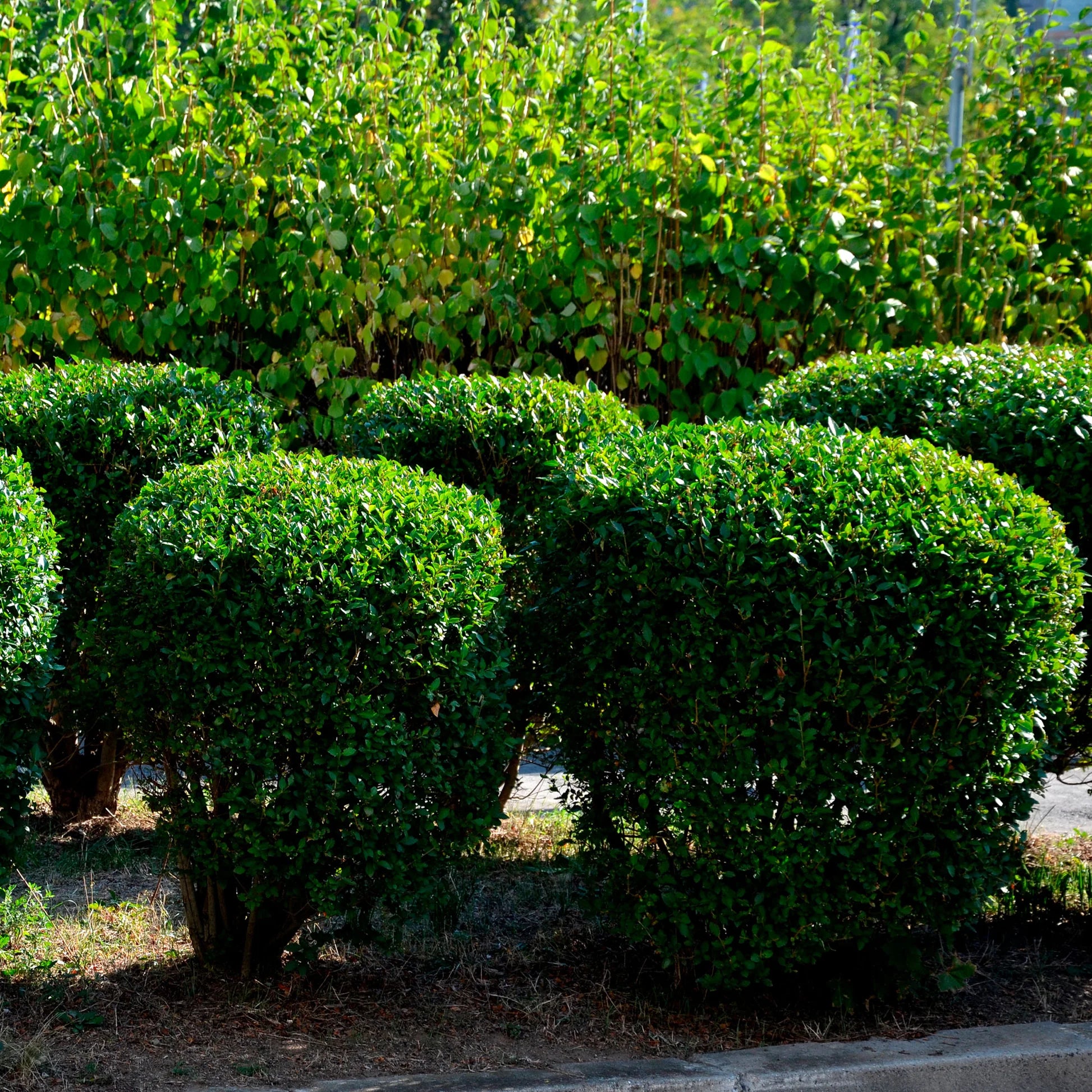 Lemn câinesc verde tufa / Ligustrum Ovalifolium / - Gradina Noastra