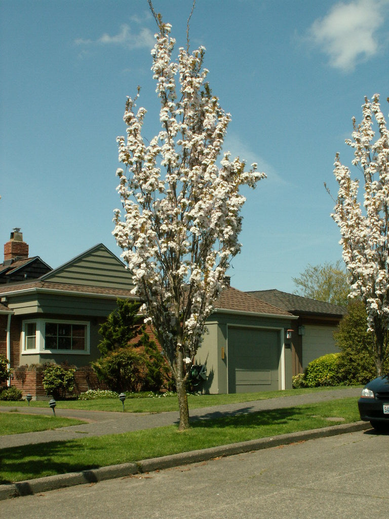 Cires japonez "Amanogawa" 2.00 - 2.50 m / Prunus serrulata "Amanogawa" / by gradina-noastra