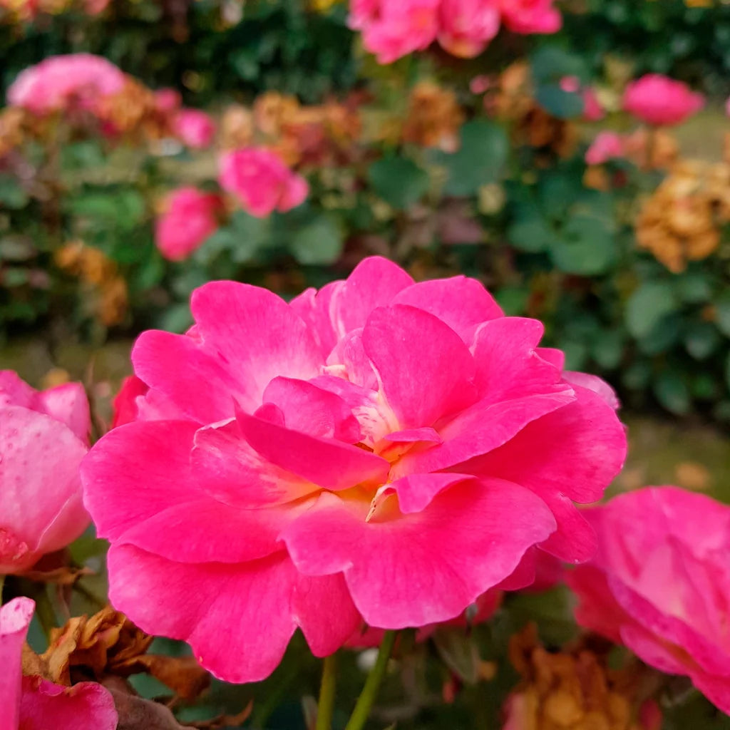 Trandafir floribunda "Ville de Roeulx"/ Rosa floribunda "Ville de Roeulx"/