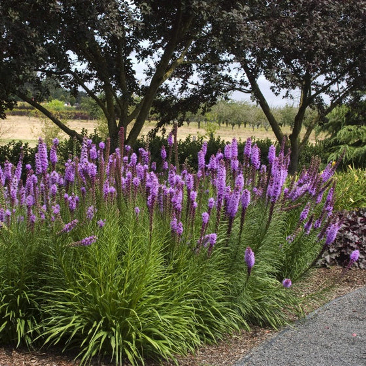Liatris spicata "Kobold" 0.10 - 0.20 m by Gradina Noastra