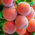 Piersic „Dixired” 1.80 - 2.30 m / Prunus persica „Dixired” / by gradina-noastra