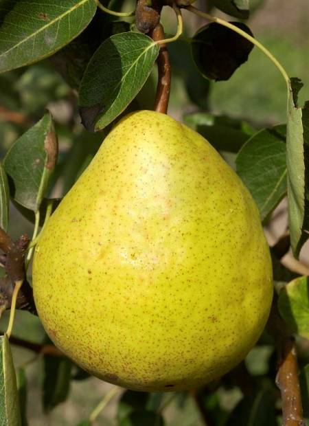 Par „William’s” 1.80 - 2.30 m / Pyrus communis „William’s” / by gradina-noastra