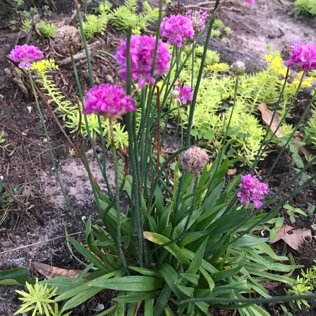 Armeria pseud. &