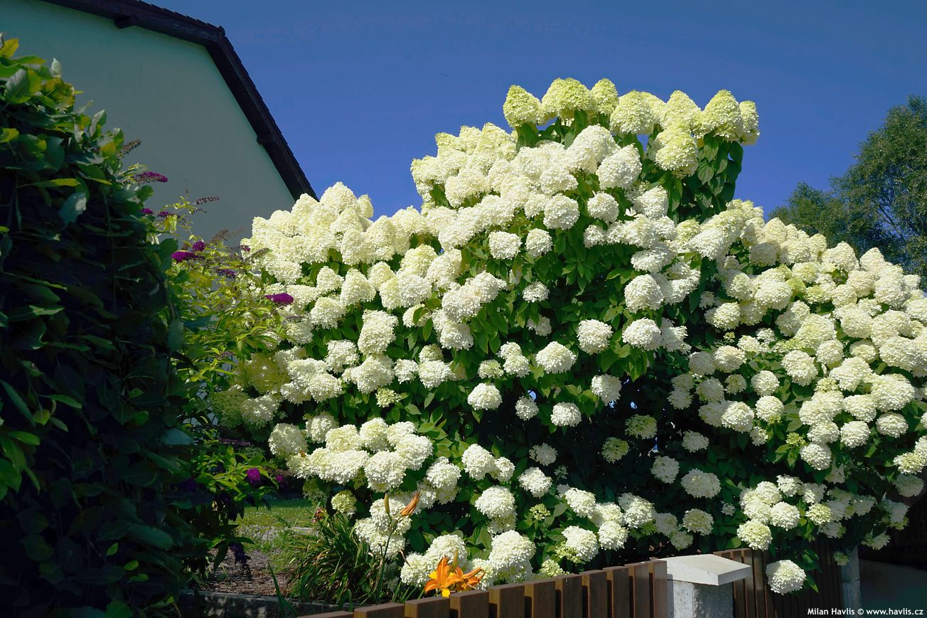 Hortensia paniculata &