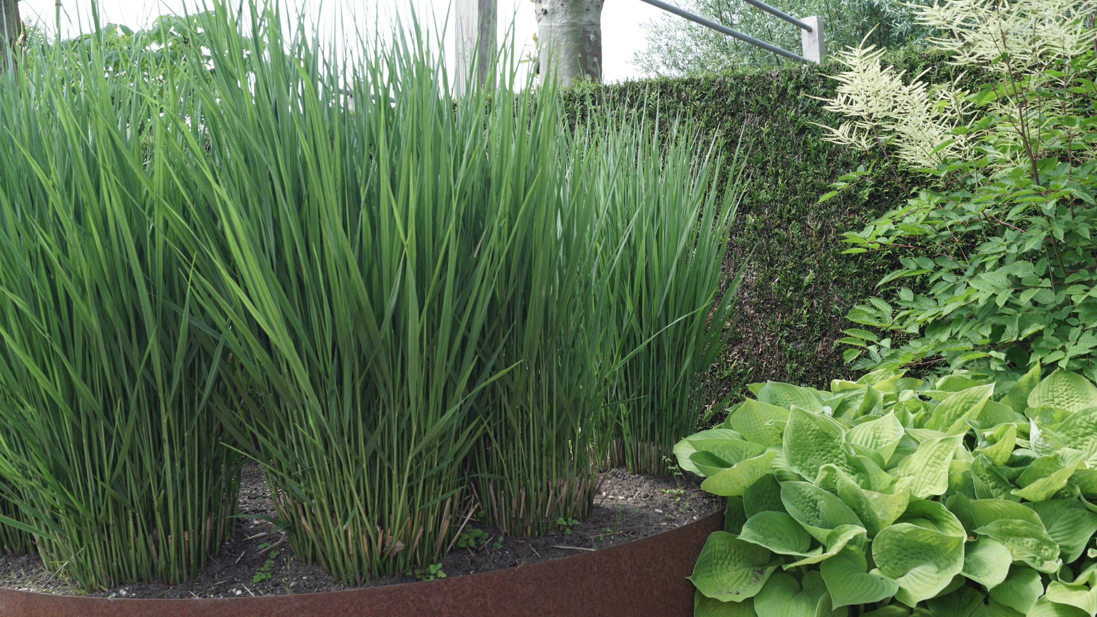 Panicum virgatum "Heavy Metal" 0.20 - 0.30 m by gradina-noastra
