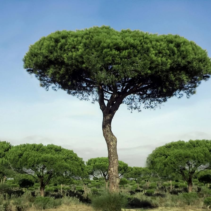 Pin mediteraneean 2.50 - 3.00 m / Pinus pinea / by gradina-noastra