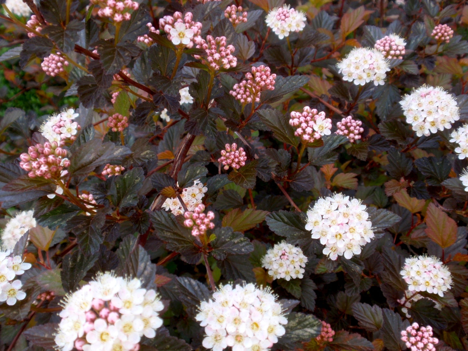 Physocarpus "Diabolo" / Physocarpus opulifolius "Diabolo"/ - Gradina Noastra