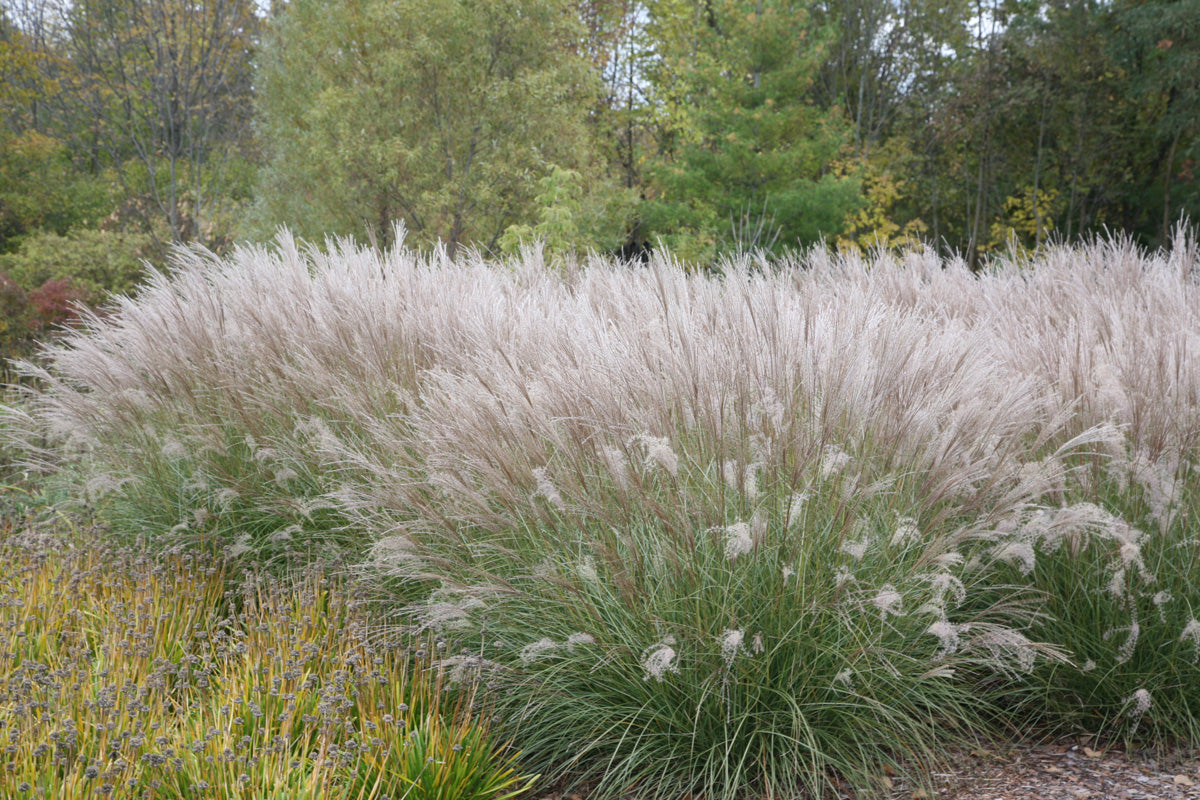 Iarba elefantului "Adagio" / Miscanthus sinensis "Adagio" / - Gradina Noastra