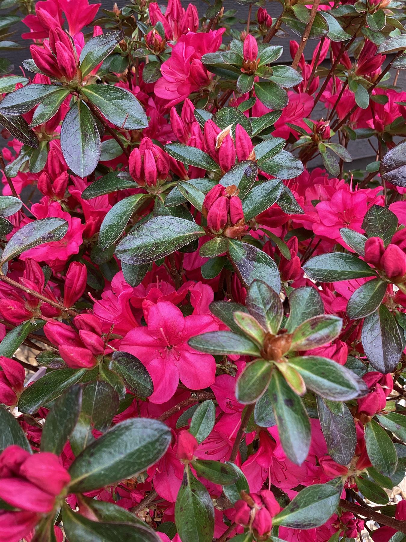 Azalee japonica diferite soiuri mix/buc/ Azalea japonica mix/buc / - Gradina Noastra