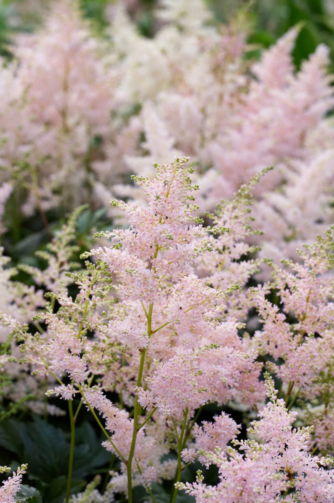 Astilbe "Europa" by Gradina Noastra