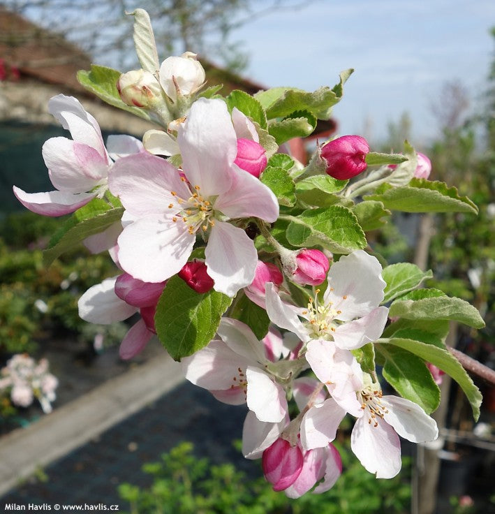 Mar "Idared" 1.80 - 2.30 m / Malus domestica „Idared” / by gradina-noastra