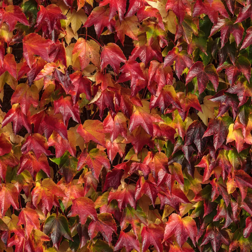 Viță de Canada 0.50 m / Parthenocissus mix / by gradina-noastra