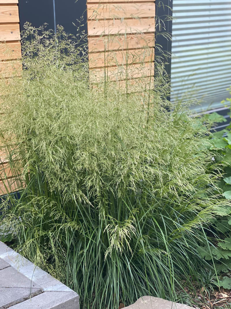 Deschampsia cespitosa "Goldtau" - Gradina Noastra