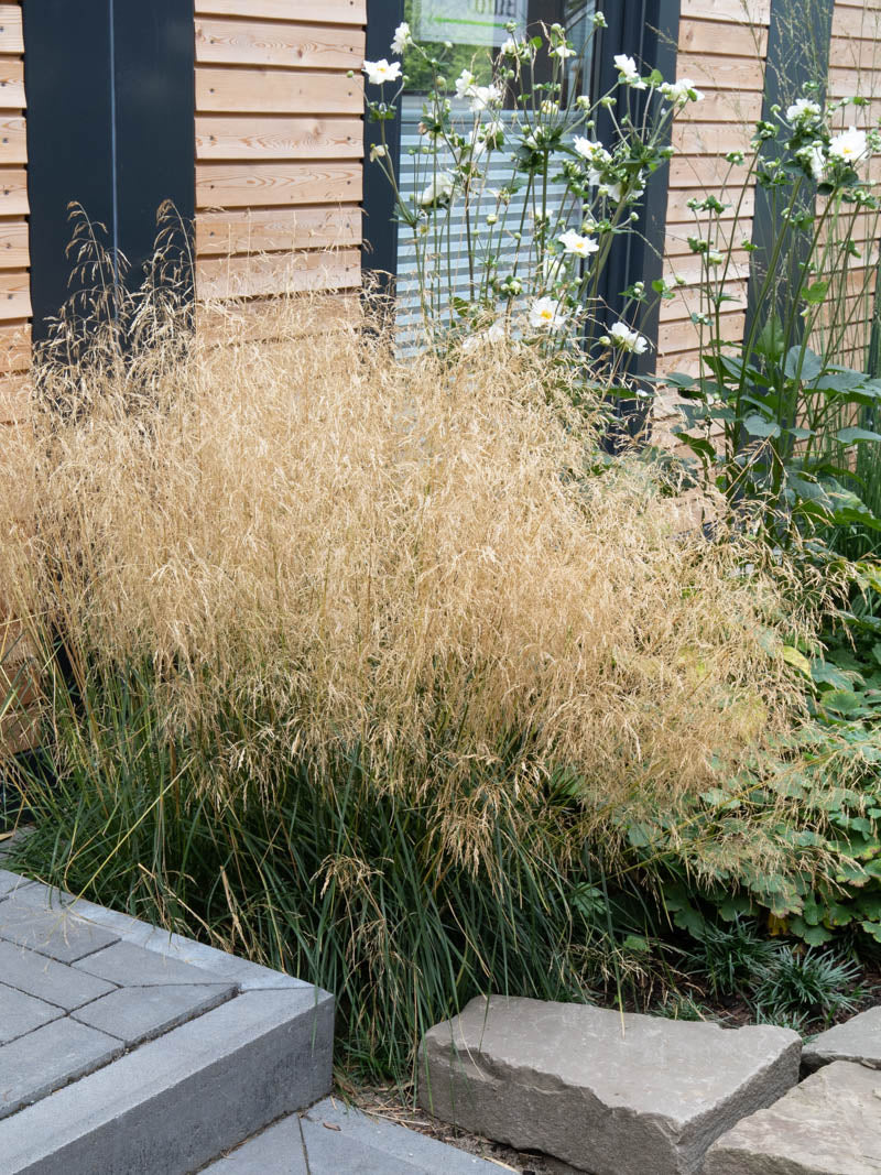 Deschampsia cespitosa "Goldtau" 0.10 - 0.20 m by gradina-noastra