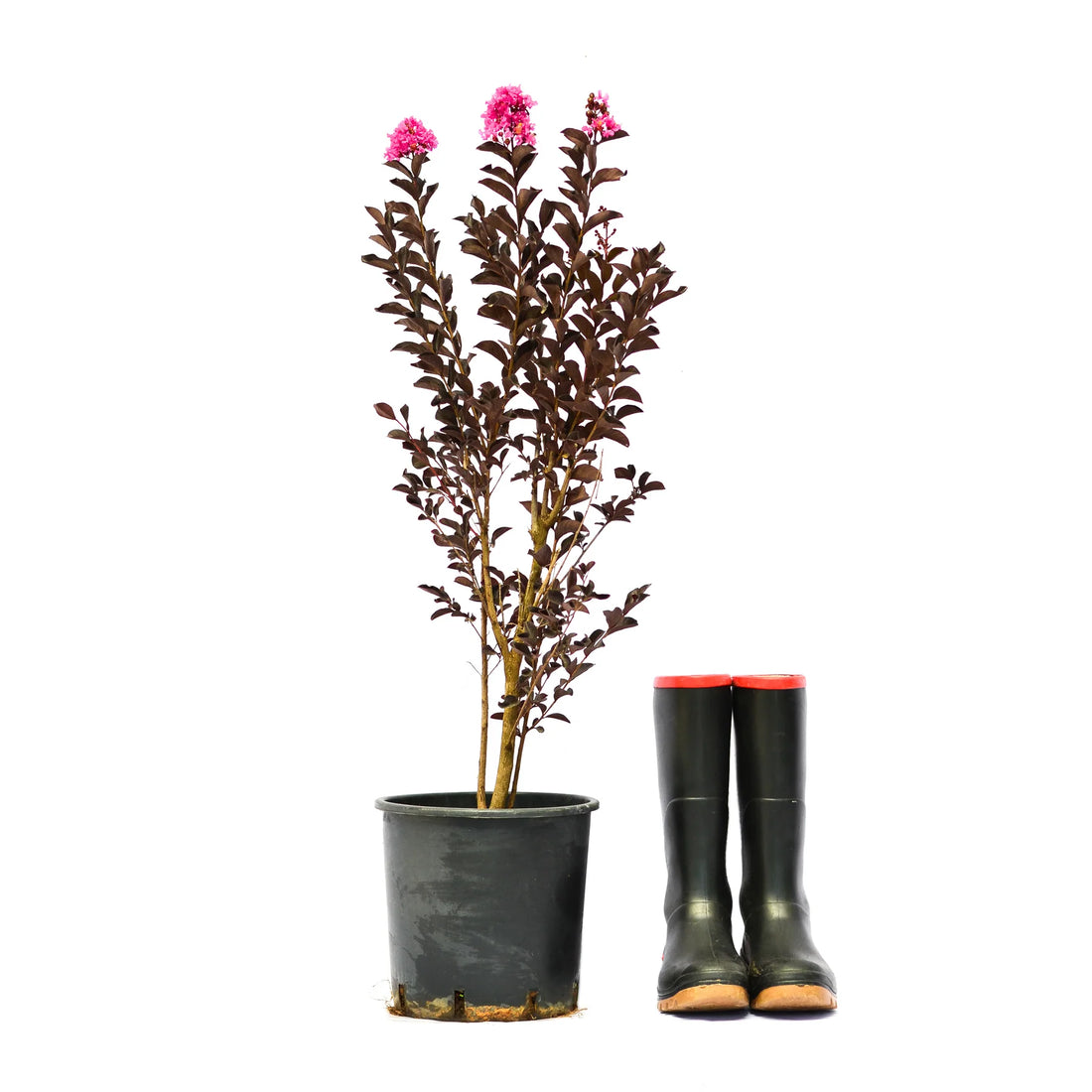 Liliac Indian "Black Diamond Lavander Lace" tufa / Lagerstroemia Indica "Black Diamond Lavander Lace" /